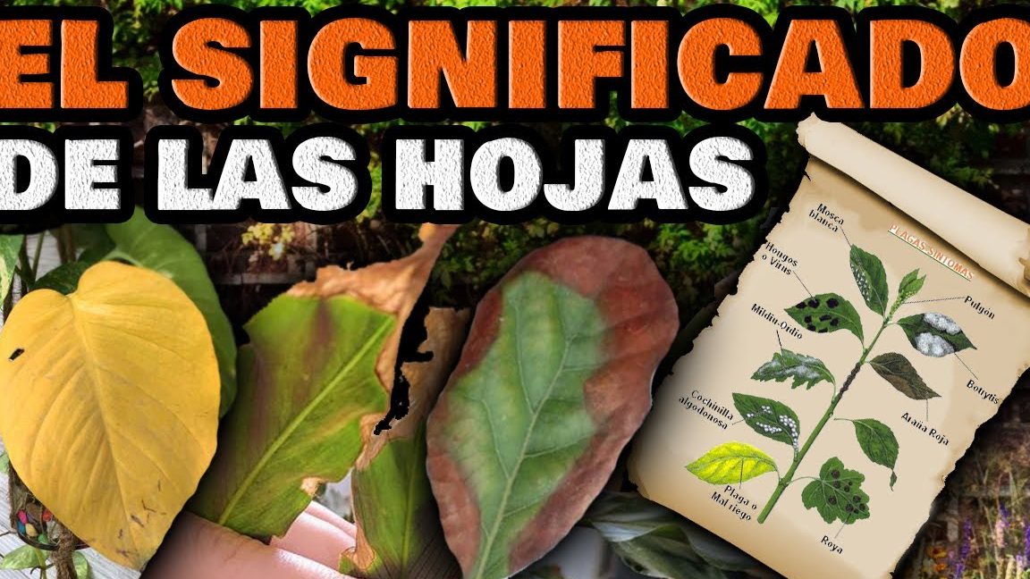 enfermedades higueras guia de identificacion y tratamiento