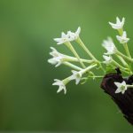 esqueje dama de noche cuidados y beneficios de la planta