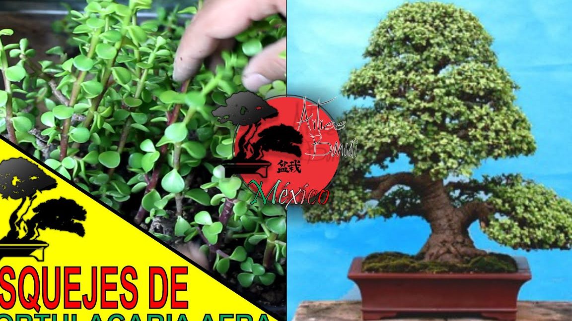 esqueje planta del dinero tecnicas de poda para prosperidad