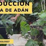 esquejes costilla de adan guia para un esqueje exitoso