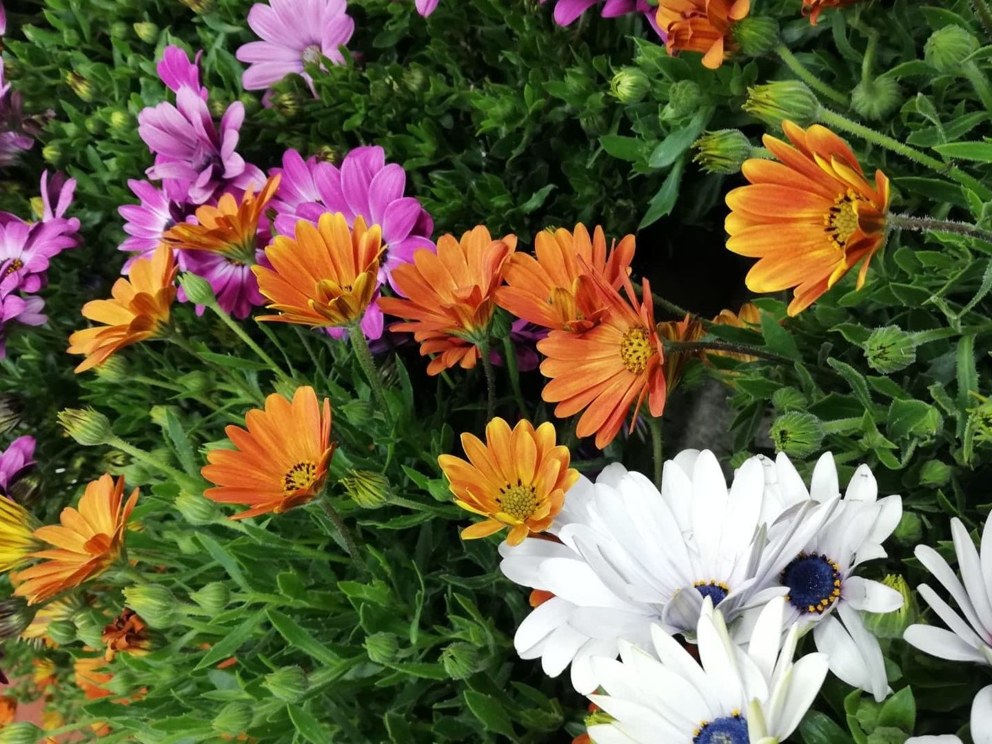 flores parecidas a las margaritas cuidados y poda esenciales