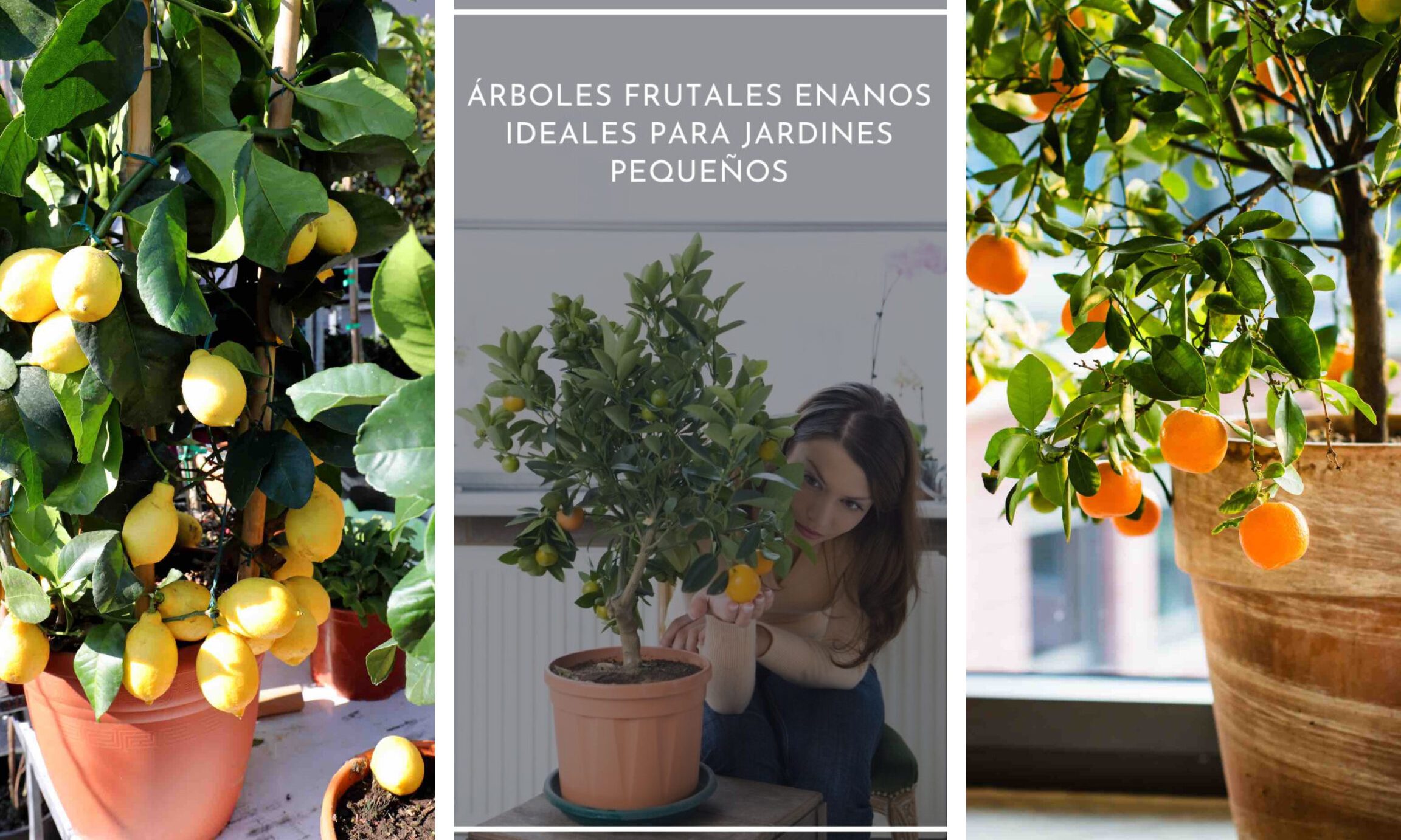 frutales enanos autofertiles cultiva en espacios reducidos