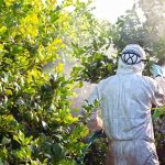 fumigar arboles frutales cuando fumigar los frutales