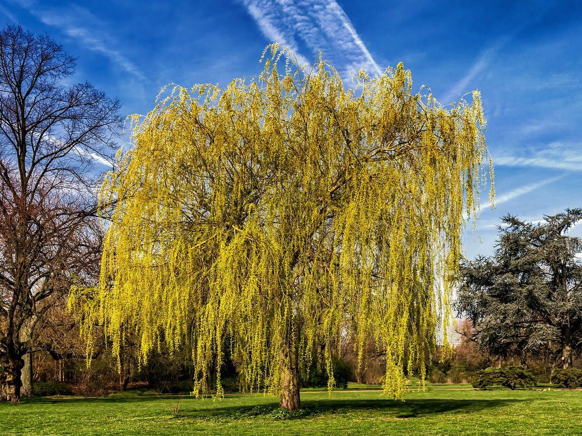 Hoja perenne: árboles de sombra ideales para tu jardín