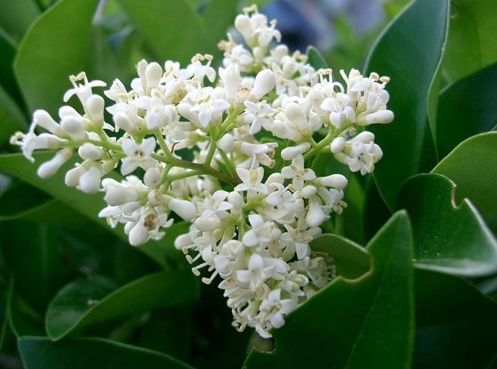 hoja perenne arbustos perennes de rapido crecimiento ideales