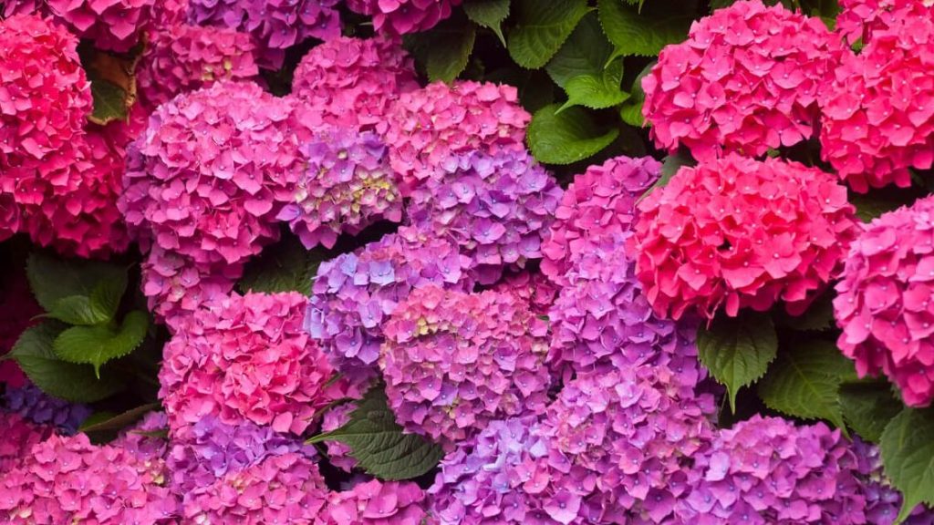 hortensia hojas lacias cuidados esenciales para su salud