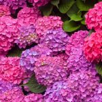hortensia hojas lacias cuidados esenciales para su salud