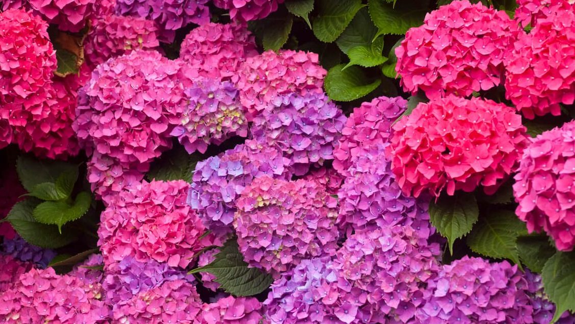 hortensia hojas lacias cuidados esenciales para su salud