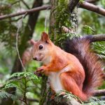 las ardillas que comen dieta variada y su impacto ecologico