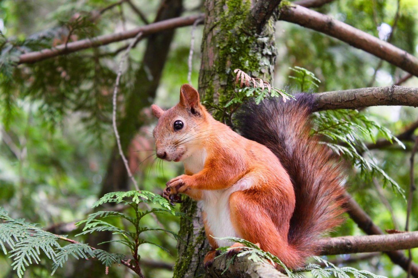 las ardillas que comen dieta variada y su impacto ecologico