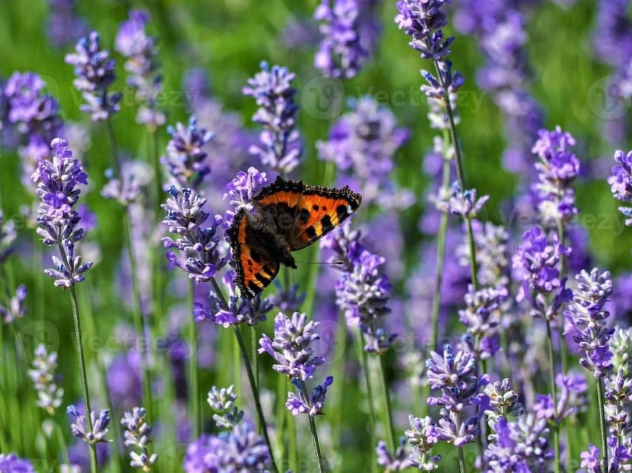 Lavanda planta cuidados interior: guía para un cultivo exitoso