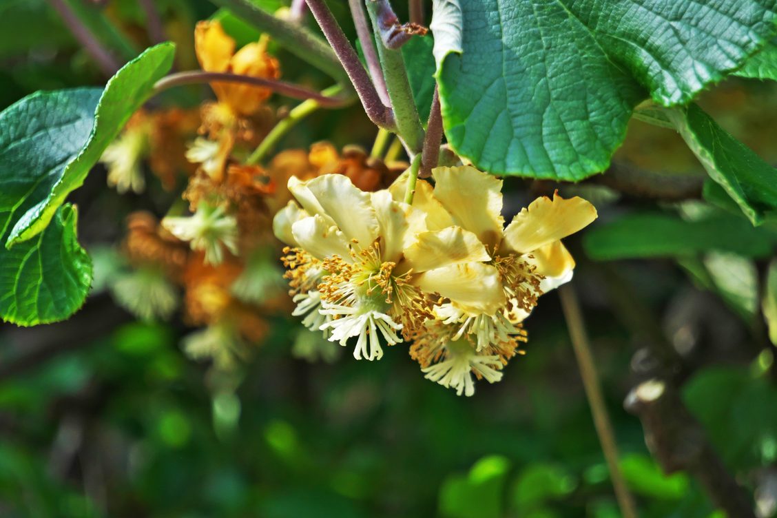 limonero macho y hembra cultivo y polinizacion de kiwis