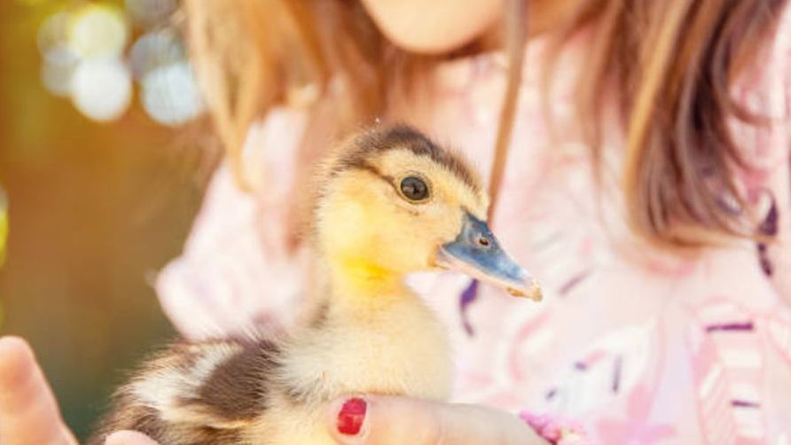 los patos tienen dientes dieta y cuidados esenciales para ellos