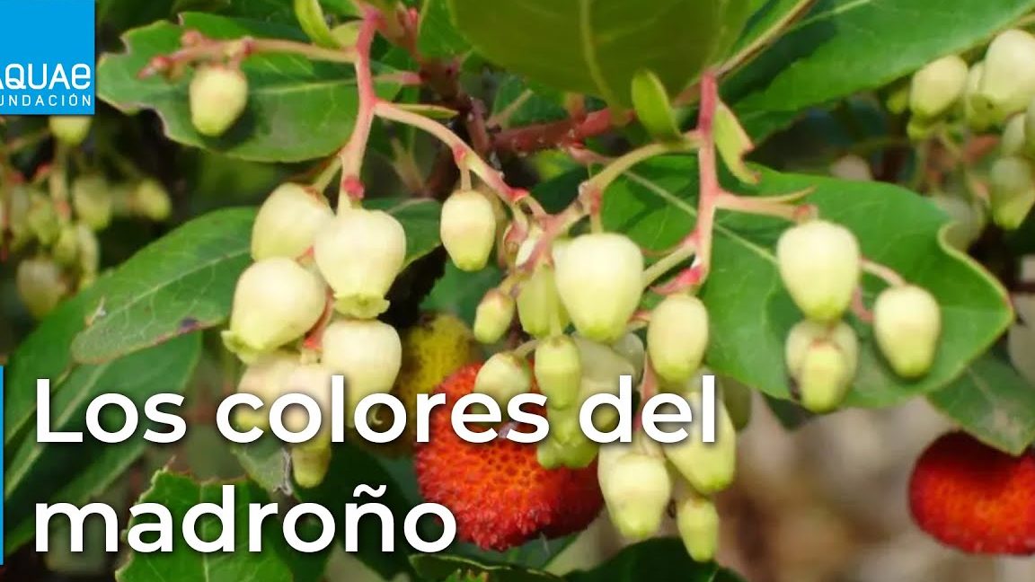 madrono macho y hembra caracteristicas y beneficios del arbol