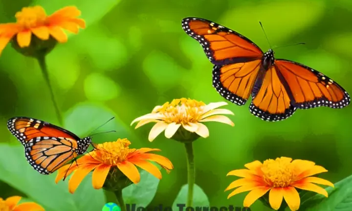 mariposas comen nectar su dieta y papel en el ecosistema