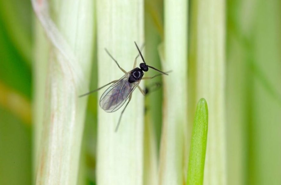 mosquitos plantas interior guia para eliminarlos eficazmente
