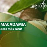 nuez de macadamia arbol clima y sostenibilidad en espana