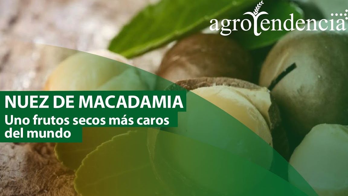 nuez de macadamia cultivo espana oportunidades y beneficios