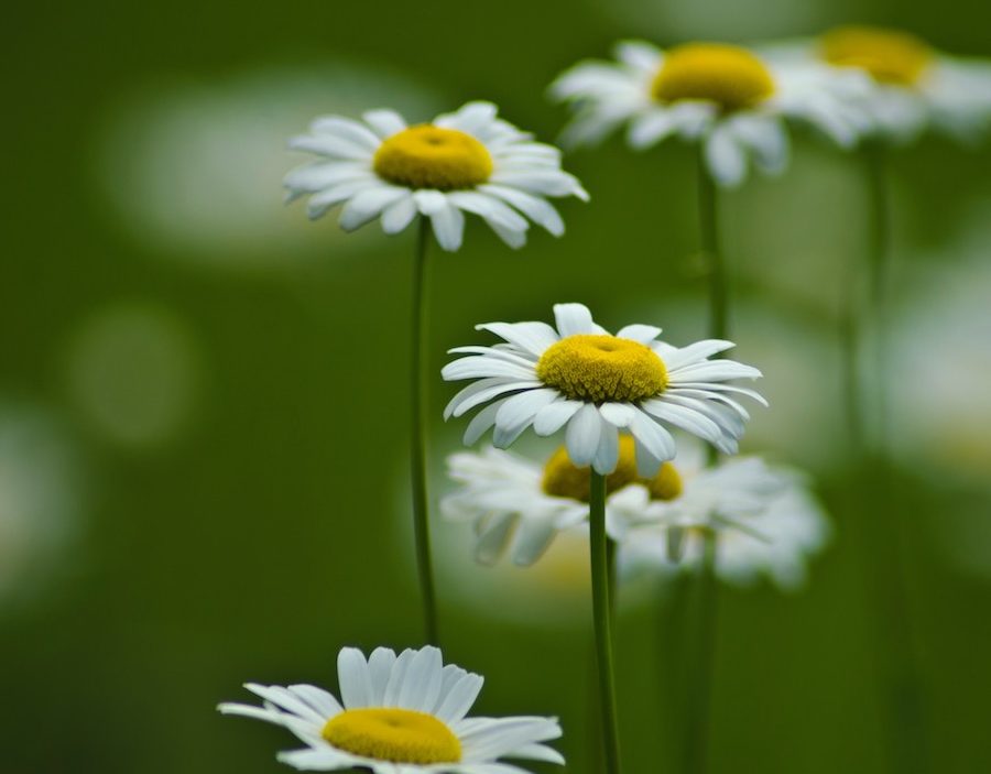 otro nombre para la margarita historia y simbolismo floral