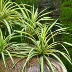 planta cinta en agua guia para esquejes de cinta en agua