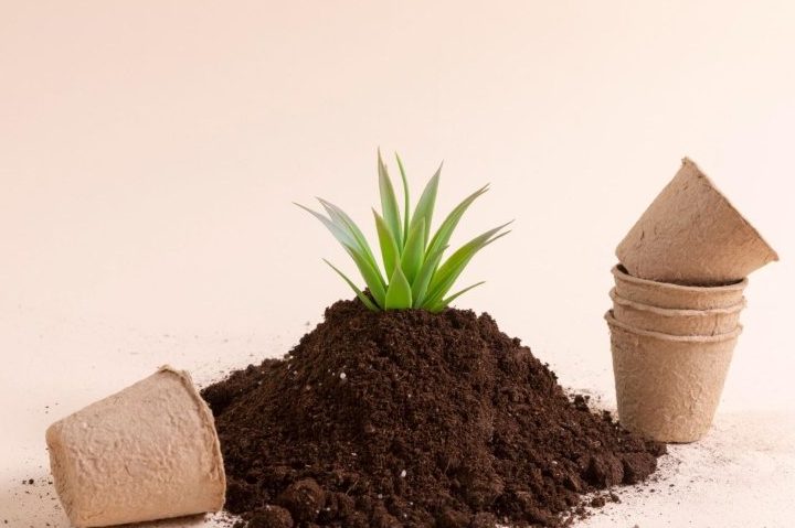 planta cocotero interior beneficios y usos sostenibles