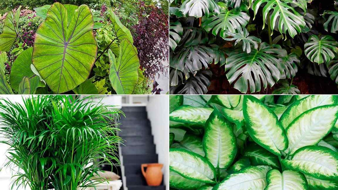 planta de hojas verdes alargadas mejores opciones para tu hogar