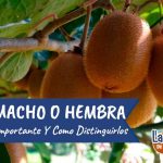 planta de kiwi macho y hembra claves para cultivar kiwis