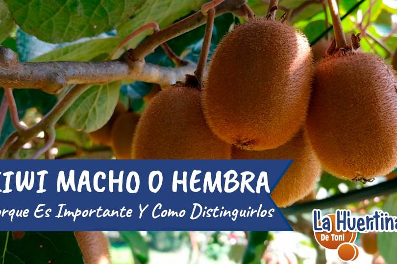 planta de kiwi macho y hembra claves para cultivar kiwis