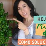 planta del dinero con agujeros en las hojas soluciones efectivas