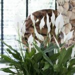 planta interior con flor blanca belleza y bienestar en casa