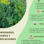 planta ruda en casa cuidados y beneficios esenciales