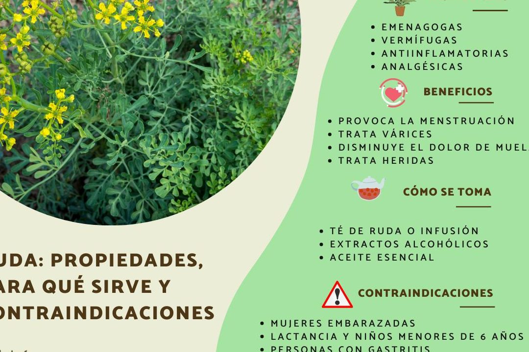 planta ruda en casa cuidados y beneficios esenciales