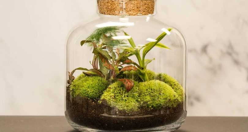 plantas para terrarios cerrados opciones ideales y consejos