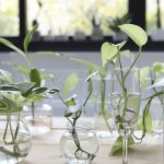 plantas que se reproducen por esquejes guia practica y efectiva