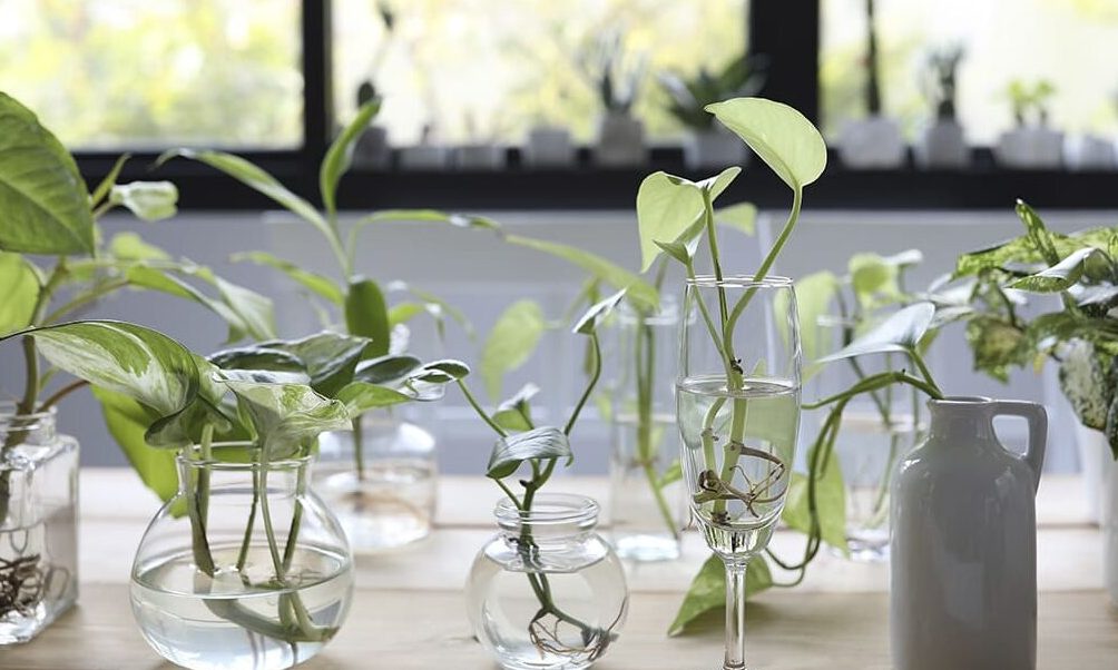 plantas que se reproducen por esquejes guia practica y efectiva