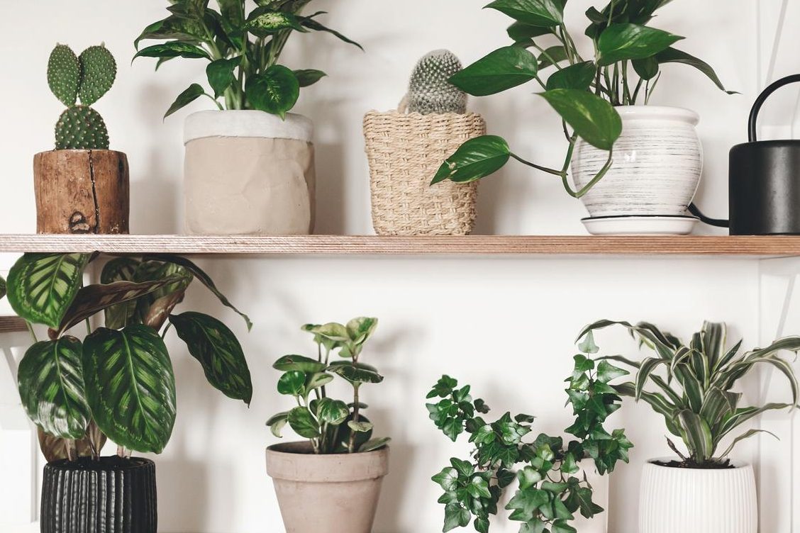 poca luz plantas de interior duraderas para tu hogar