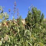 poda almendro viejo como y cuando podar almendros eficazmente