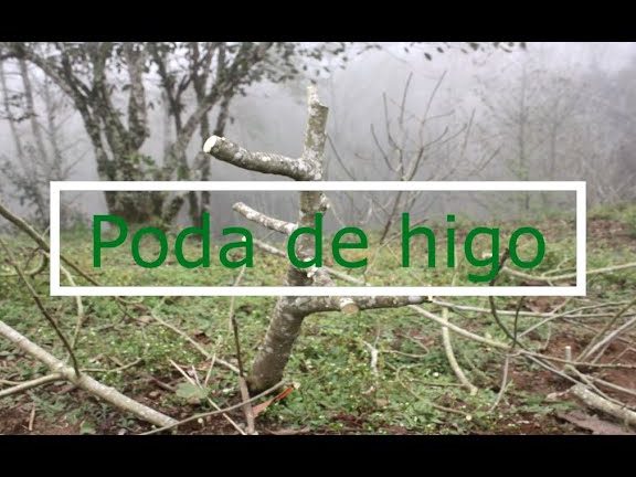 Podar cerezo joven: guía completa para una poda efectiva