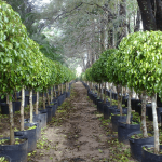 podar ficus benjamina guia para una poda exitosa y saludable