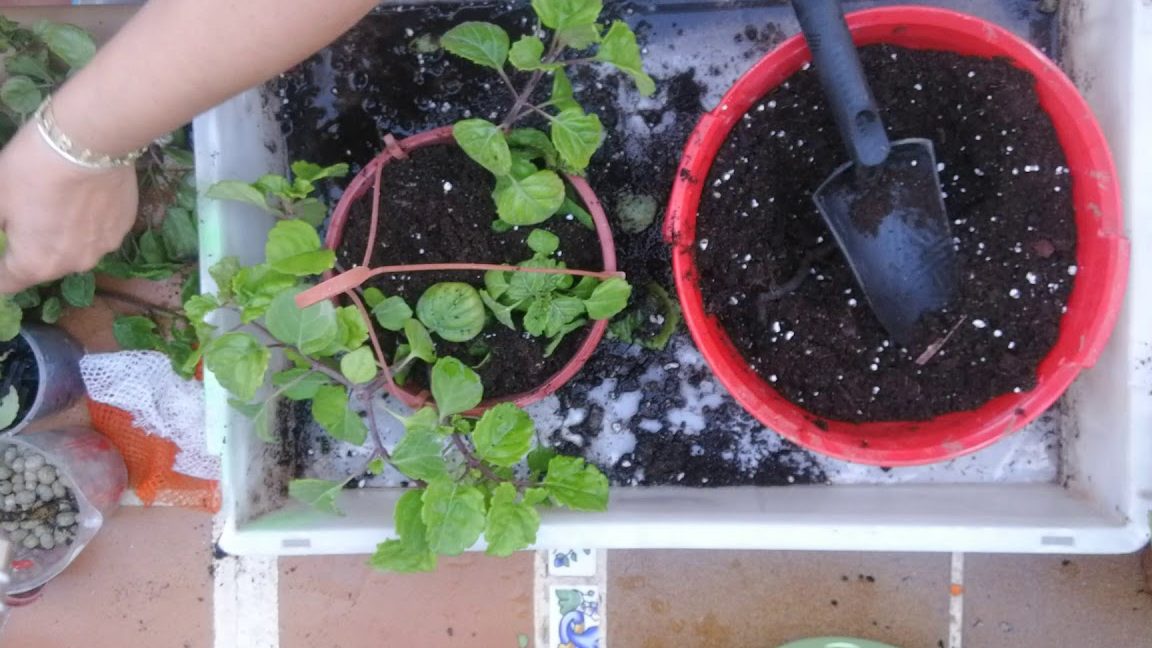 podar planta del dinero como y cuando hacerlo correctamente