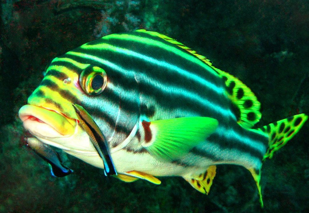 que comen los patos dieta variada y adaptativa explicada