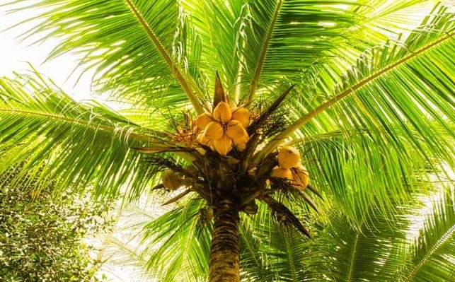 que fruto dan las palmeras beneficios y usos del palmera fruto