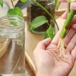 que plantas se reproducen por esquejes metodos efectivos