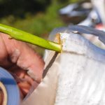 se puede injertar un limonero en un olivo guia practica