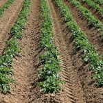 sembrar patatas con motoazada claves para un cultivo exitoso