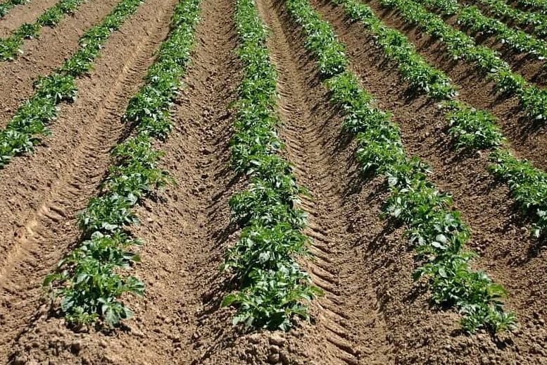 sembrar patatas con motoazada claves para un cultivo exitoso