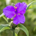 tradescantia zebrina problemas guia de cultivo y cuidados